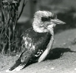 Un kookaburra rieur au zoo de Londres en avril 1925