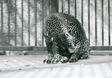 Un léopard assis dans son enclos se toilettant la patte, zoo de Londres, 1927