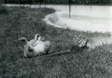 Un lionceau et un tigreau jouant avec une serpillière, sur l