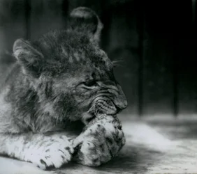 Un lionceau se nourrissant au zoo de Londres en 1927