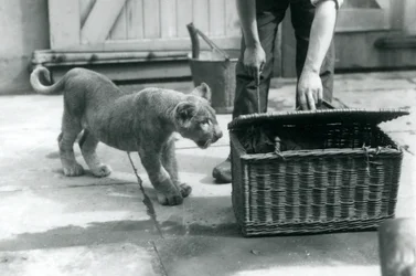 Un lionceau regardant un tigreau dans un panier en osier, que le gardien ouvre, Zoo de Londres, septembre 1925