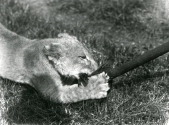 Un lionceau jouant avec une serpillière, tenue par son gardien, sur l