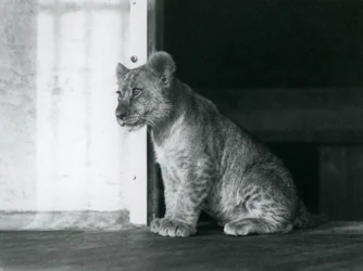Un lionceau assis sur le sol au zoo de Londres en 1930