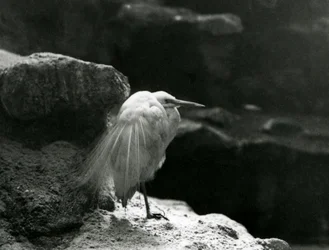 Une aigrette garzette se reposant parmi les rochers au zoo de Londres en 1930