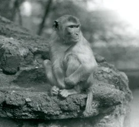 Un macaque assis sur un rocher au Zoo de Londres