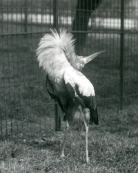 Une cigogne maguari exécutant la danse haut-bas, Zoo de Londres, juillet 1925
