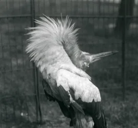 Une cigogne maguari exécutant la danse haut-bas, Zoo de Londres, juillet 1925