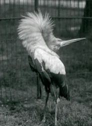 Un marabout maguari exécutant la parade haut-bas, zoo de Londres, juillet 1925