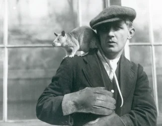 Un rat géant malgache est assis sur l