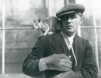 Un rat géant malgache est assis sur l