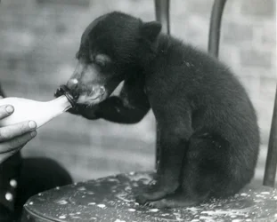 Un ourson malais ou ours du soleil assis sur une chaise tout en étant nourri au biberon par son gardien au zoo de Londres, années 1920