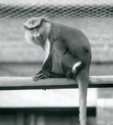 Un singe Mona assis sur une barre horizontale dans son enclos au Zoo de Londres en septembre 1925