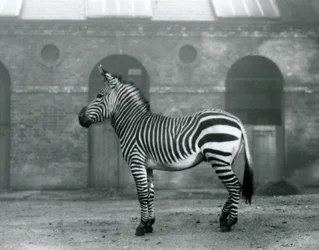 Un zèbre de montagne debout, dans son enclos, devant les grandes portes de la maison des girafes au zoo de Londres en 1927