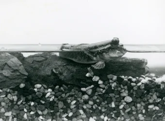 Un gobie, reposant sur des rochers submergés, avec ses yeux au-dessus de l