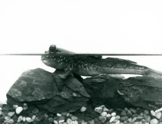 Un gobie, reposant sur des rochers submergés, avec ses yeux au-dessus de l