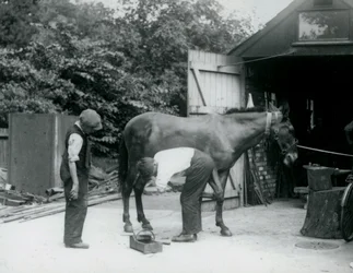 Un mulet ferré au Zoo de Londres en 1924