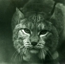 Un lynx boréal, Zoo de Londres, février 1925