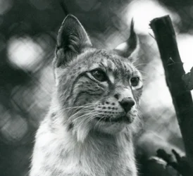 Un lynx boréal au Zoo de Londres, juillet 1925