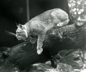 Un lynx boréal penché depuis une branche, Zoo de Londres, octobre 1925