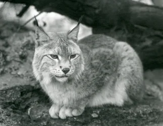 Un lynx boréal assis sur un rocher, Zoo de Londres, octobre 1925
