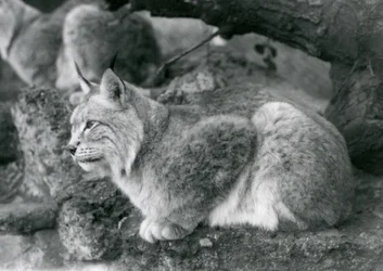 Un lynx boréal assis sur un rocher, Zoo de Londres, octobre 1925