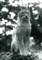 Un lynx boréal assis au Zoo de Londres, juillet 1925