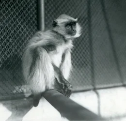 Un langur gris des plaines du Nord assis sur un perchoir dans son enclos au zoo de Londres en 1928