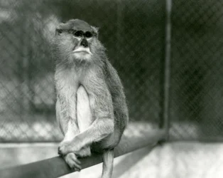 Un singe Patas/Wadi/Hussar assis sur une branche au zoo de Londres en 1928
