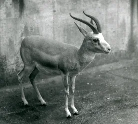 Une gazelle persane, à goitre ou à queue noire au zoo de Londres, août 1927