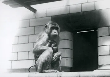 Un macaque à queue de cochon tenant son petit, assis sur un rebord carrelé dans son enclos au zoo de Londres en 1928