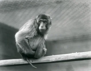 Un macaque à queue de cochon assis sur un perchoir dans son enclos au zoo de Londres