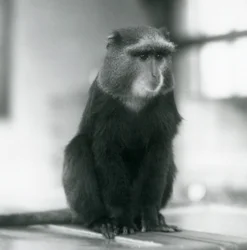 Un singe Pluto, ou singe bleu, assis sur un banc, Zoo de Londres