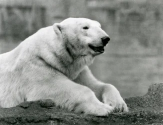 Un ours polaire se reposant sur une corniche rocheuse au zoo de Londres en 1931 (photo n/b)