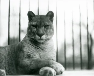 Un puma/cougar/lion de montagne/catamount se reposant au zoo de Londres en 1931