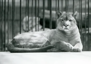 Un puma couguar lion de montagne allongé dans son enclos au zoo de Londres en juin 1925