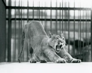 Un puma bâillant et s