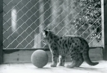 Un chaton puma avec une balle, regardant hors de son enclos, Zoo de Londres, 1923