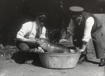 Un Hippopotame pygmée se baignant au Zoo de Londres, août 1928
