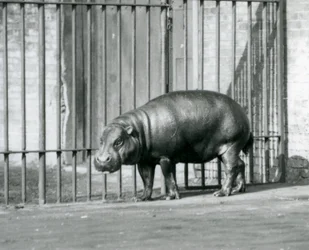 Un Hippopotame Pygmée au Zoo de Londres en 1927