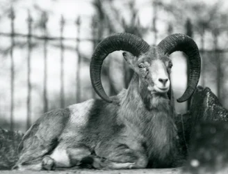 Un bélier assis au zoo de Londres, 1925