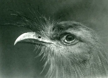 Un cariama huppé au Zoo de Londres, 1924