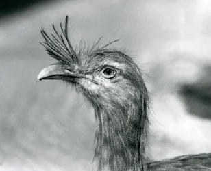 Un Seriema à pattes rouges au Zoo de Londres en 1929 (photo n/b)