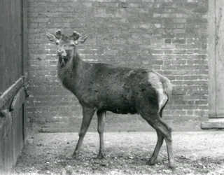 Un Cerf Rouge avec des bois en bourgeonnement, Zoo de Londres, août 1928 (photo n/b)