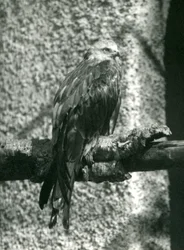 Un milan royal perché sur une branche au Zoo de Londres en 1924
