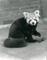 Un panda roux assis au zoo de Londres, 1917