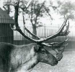 Un renne perdant le velours de ses bois, Zoo de Londres