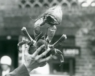 Un crabe de cocotier, tenant une moitié de noix de coco, tenu par un gardien au zoo de Londres en 1927