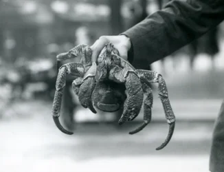 Un crabe de cocotier tenu par un gardien au zoo de Londres
