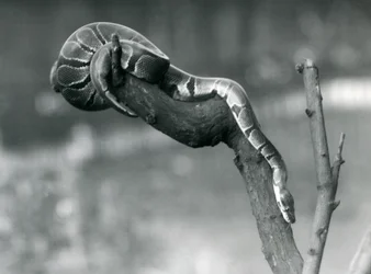 Un python royal descendant une branche au Zoo de Londres en octobre 1925