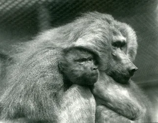 Un babouin sacré avec son petit au zoo de Londres, juillet 1924